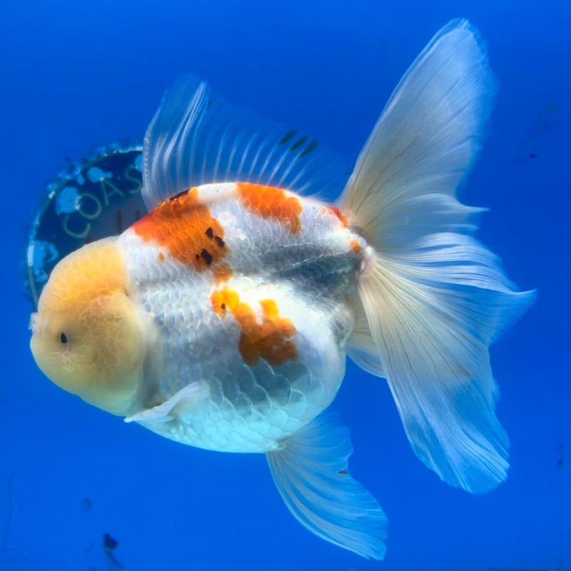 Thai Oranda Tri-Color Orchid Tail 3.5" Female (CK-366)R1A11
