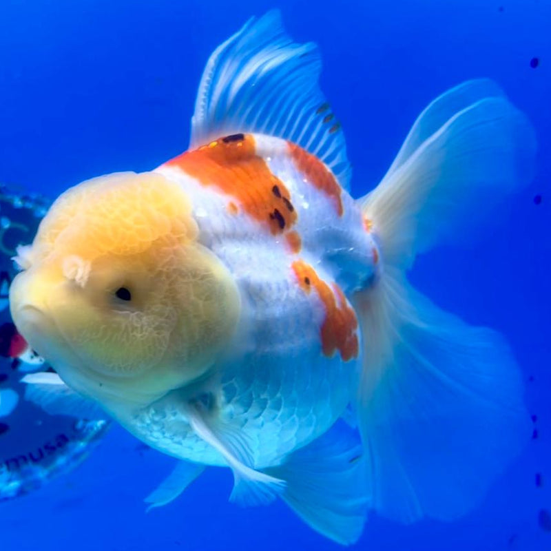Thai Oranda Tri-Color Orchid Tail 3.5" Female (CK-366)R1A11