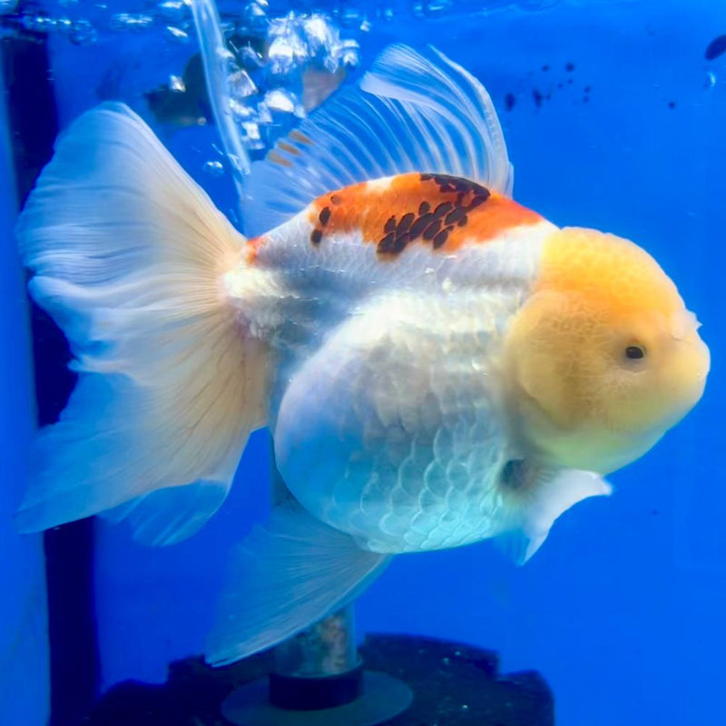Thai Oranda Tri-Color Orchid Tail 3.5" Female (CK-366)R1A11