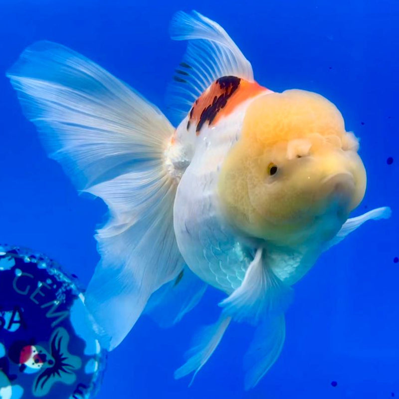 Thai Oranda Tri-Color Orchid Tail 3.5" Female (CK-366)R1A11