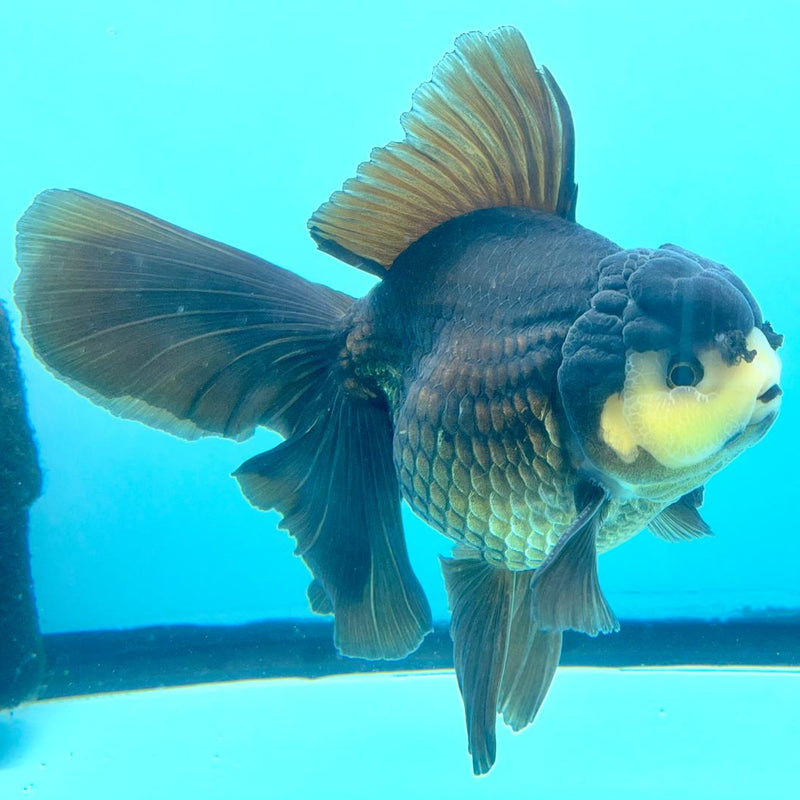 Thai Oranda Panda Orchid Tail 4" Male (CK-369)R1A07