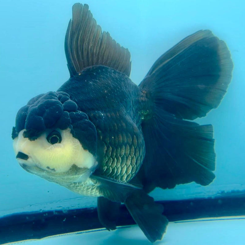 Thai Oranda Panda Orchid Tail 4" Male (CK-369)R1A07