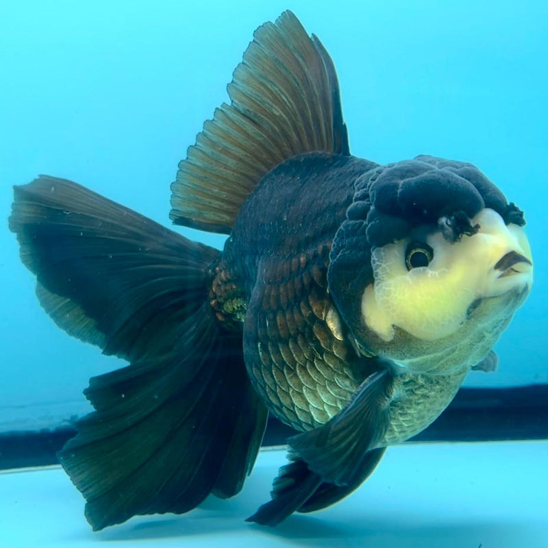 Thai Oranda Panda Orchid Tail 4" Male (CK-369)R1A07
