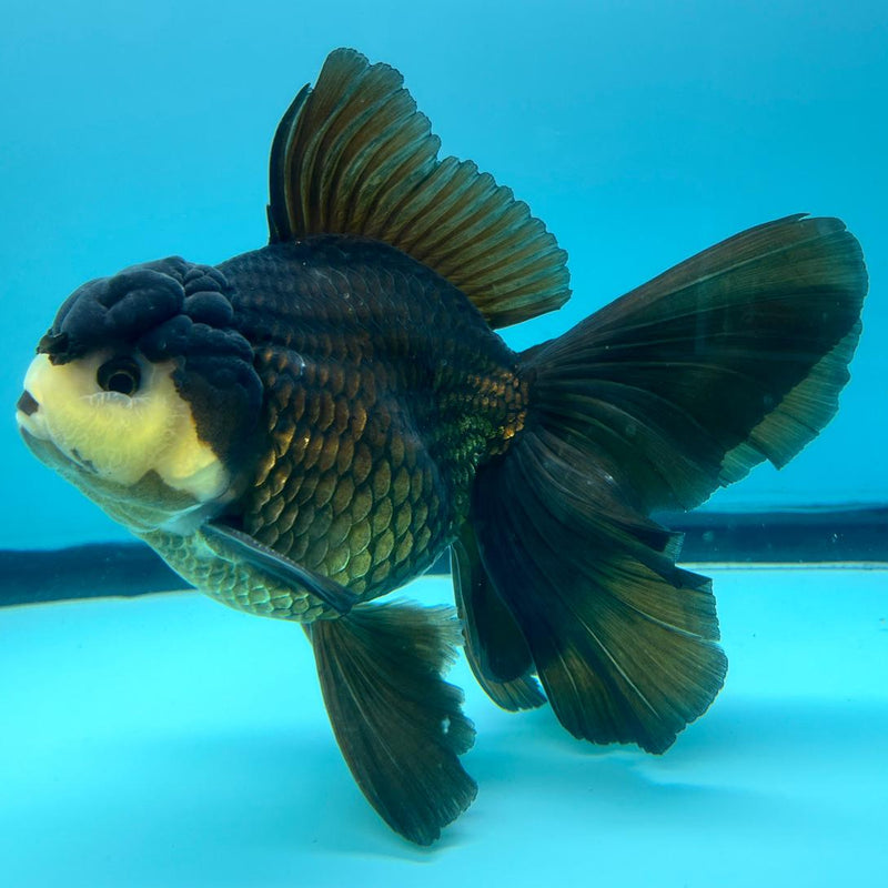 Thai Oranda Panda Orchid Tail 4" Male (CK-369)R1A07