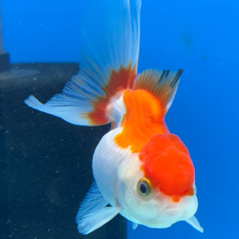 Thai Oranda Tri-Color 2.5" Body Male (CK-394)R3B14