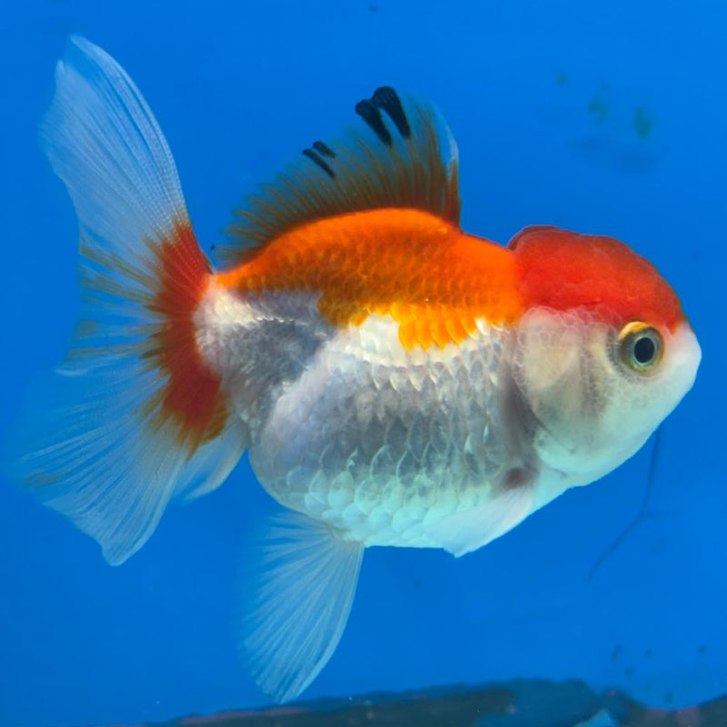 Thai Oranda Tri-Color 2.5" Body Male (CK-394)R3B14