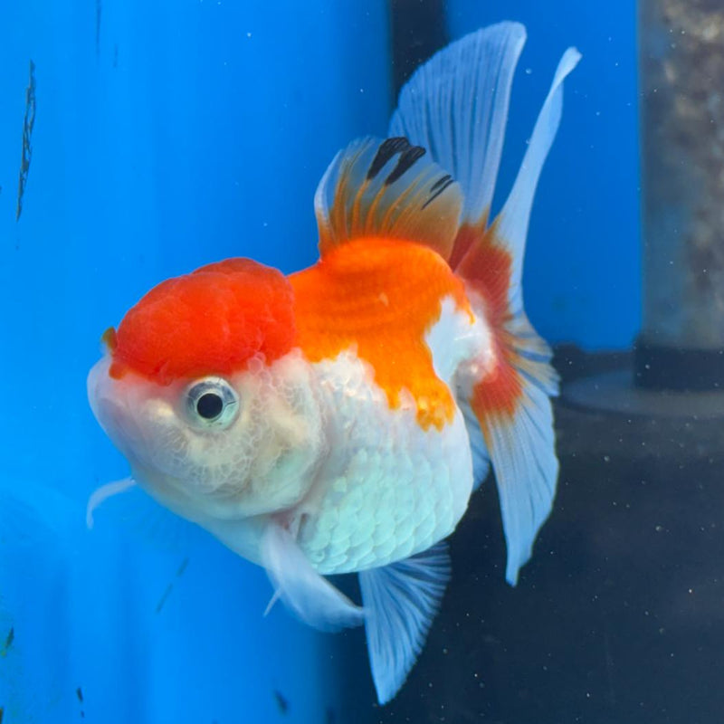 Thai Oranda Tri-Color 2.5" Body Male (CK-394)R3B14