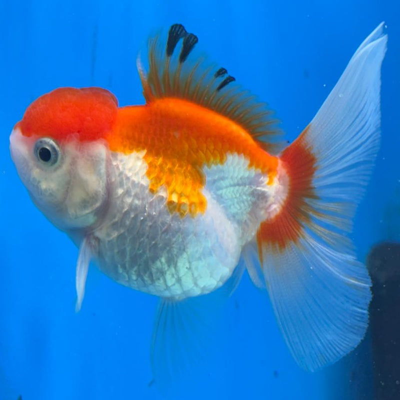Thai Oranda Tri-Color 2.5" Body Male (CK-394)R3B14