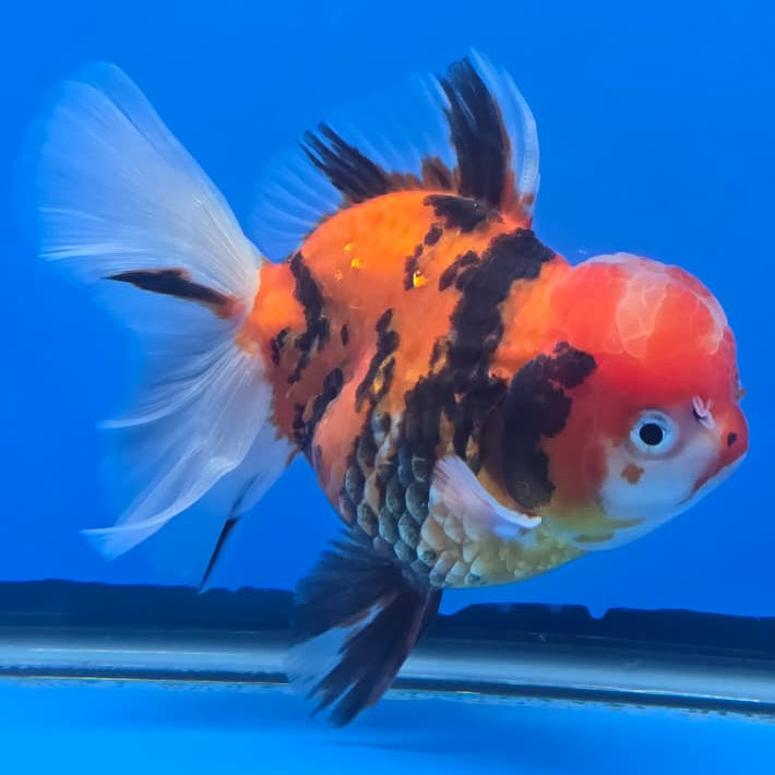 Thai Red Tiger Orchid Tail Oranda 4" Body Female (QGF-JO1093)SHOWTANK