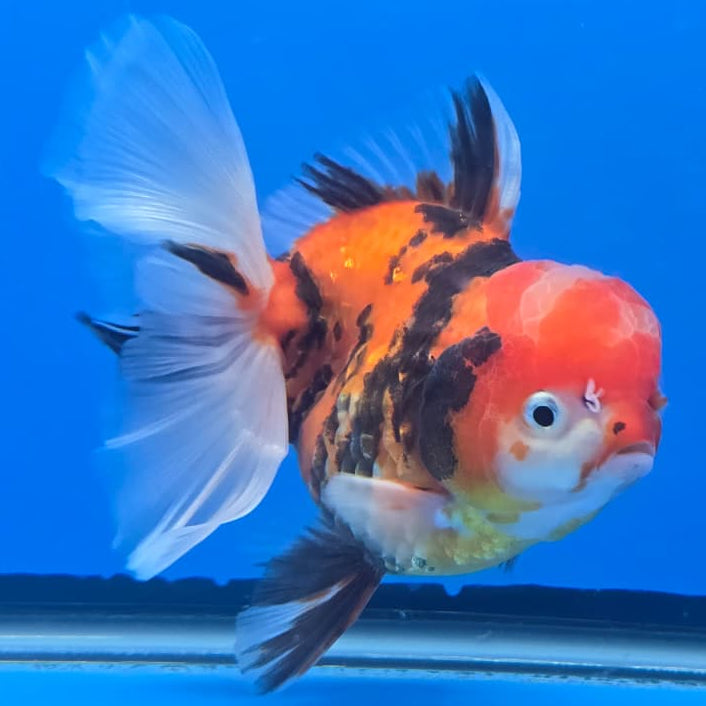 Thai Red Tiger Orchid Tail Oranda 4" Body Female (QGF-JO1093)SHOWTANK