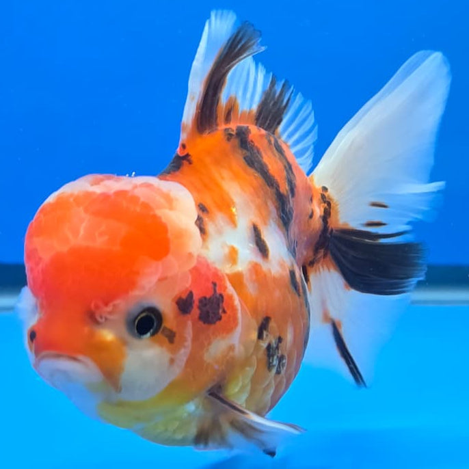 Thai Red Tiger Orchid Tail Oranda 4" Body Female (QGF-JO1093)SHOWTANK