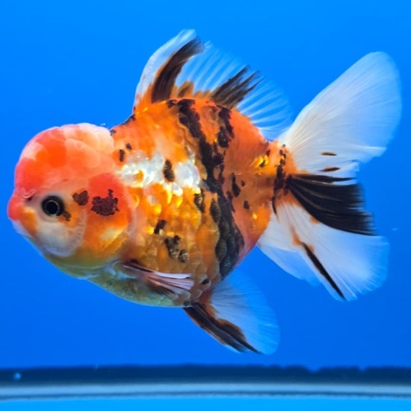 Thai Red Tiger Orchid Tail Oranda 4" Body Female (QGF-JO1093)SHOWTANK