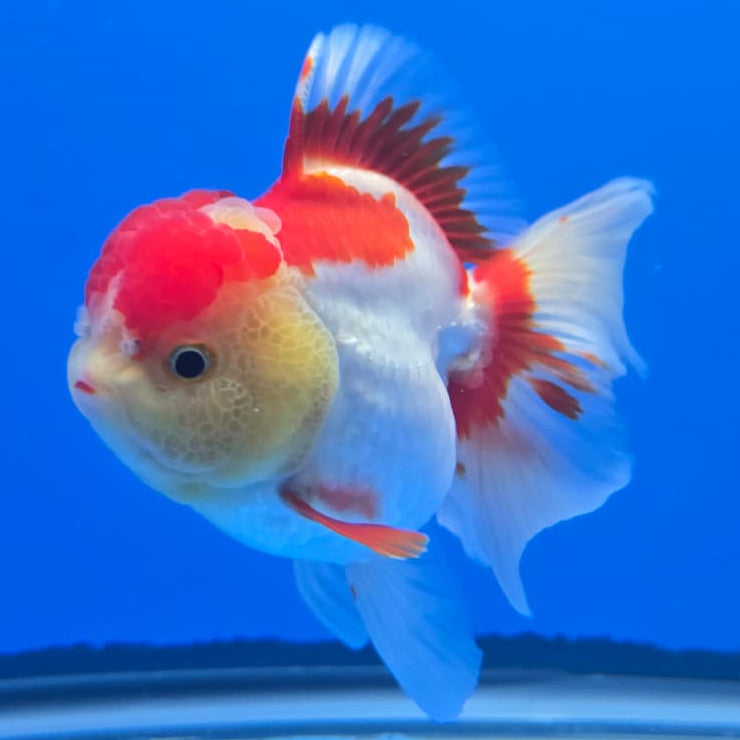 Thai Red/White Orchid Tail Oranda 4" Body Female (QGF-JO1090)SHOWTANK