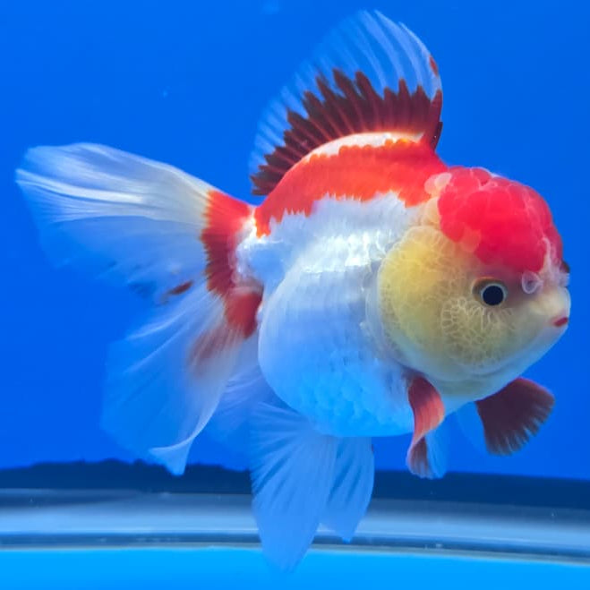 Thai Red/White Orchid Tail Oranda 4" Body Female (QGF-JO1090)SHOWTANK