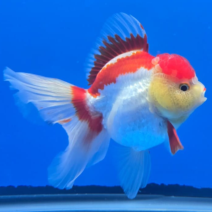 Thai Red/White Orchid Tail Oranda 4" Body Female (QGF-JO1090)SHOWTANK