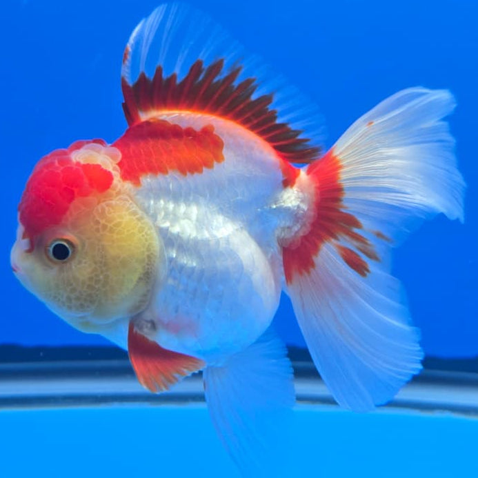 Thai Red/White Orchid Tail Oranda 4" Body Female (QGF-JO1090)SHOWTANK