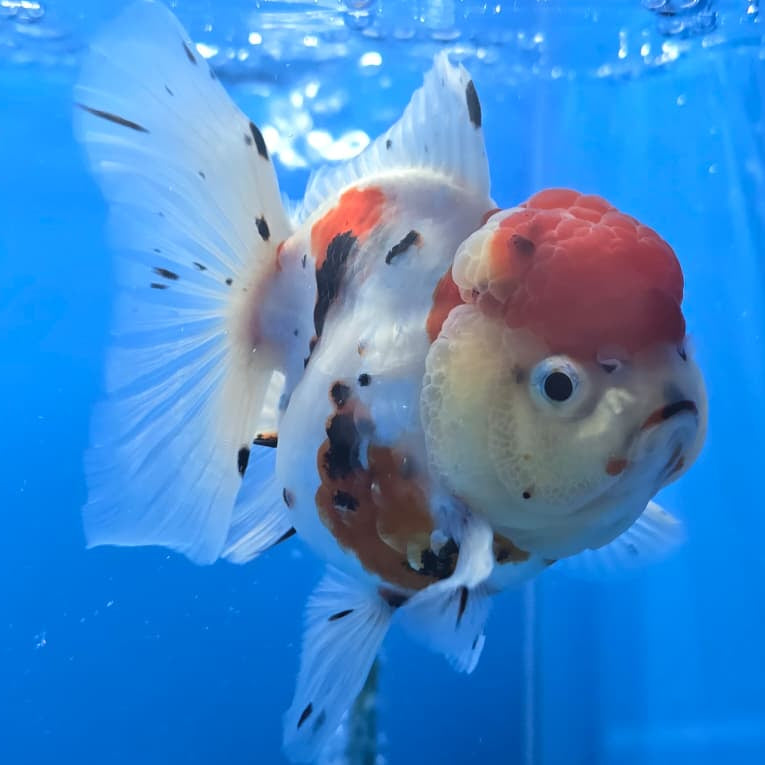Thai Tri Color Tiger Orchid Tail Oranda 4" Body Female (QGF-JO1092)SHOWTANK