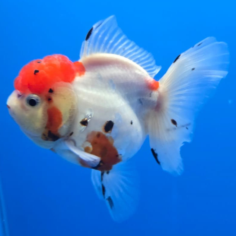 Thai Tri Color Tiger Orchid Tail Oranda 4" Body Female (QGF-JO1092)SHOWTANK
