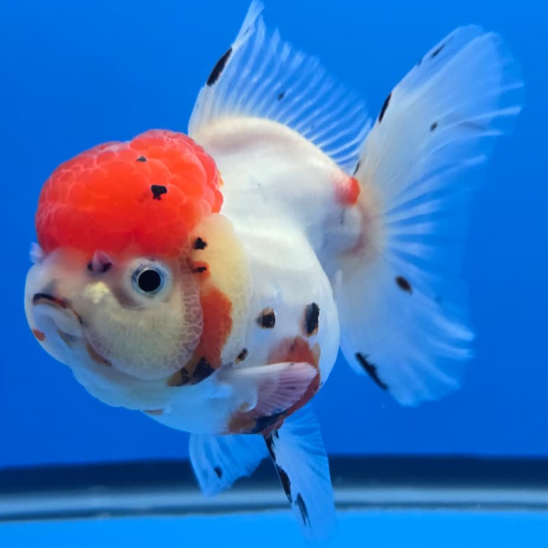 Thai Tri Color Tiger Orchid Tail Oranda 4" Body Female (QGF-JO1092)SHOWTANK