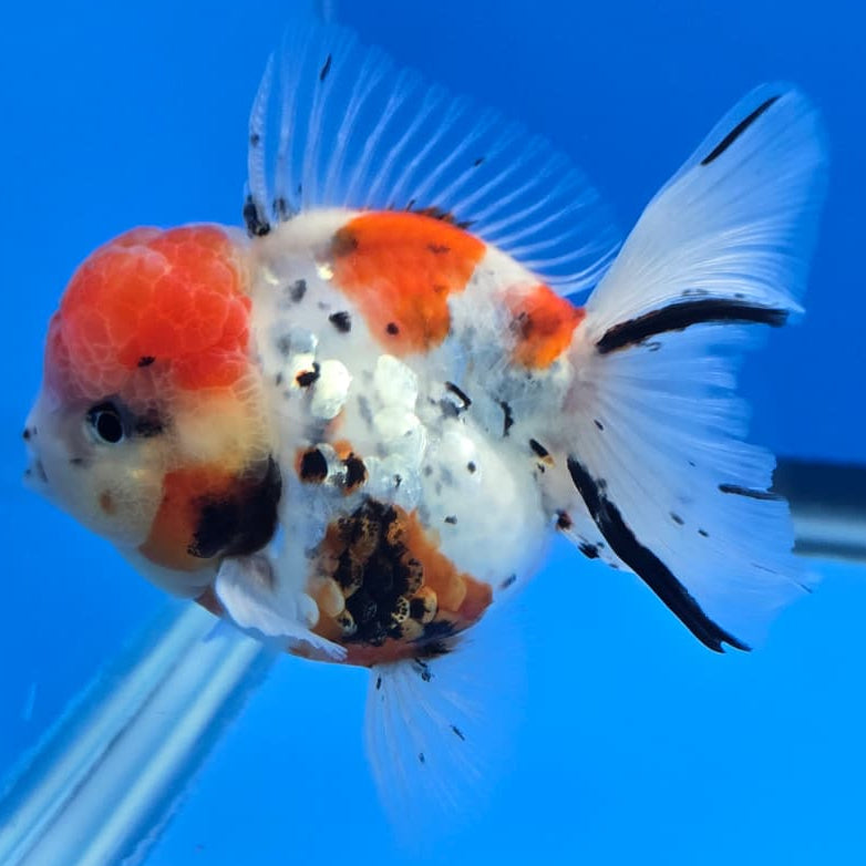 Thai Tri Color Tiger Orchid Tail Oranda 4" Body Male (QGF-JO1085)SHOWTANK