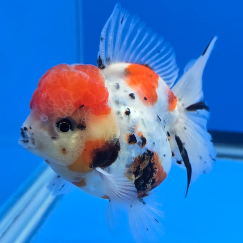 Thai Tri Color Tiger Orchid Tail Oranda 4" Body Male (QGF-JO1085)SHOWTANK