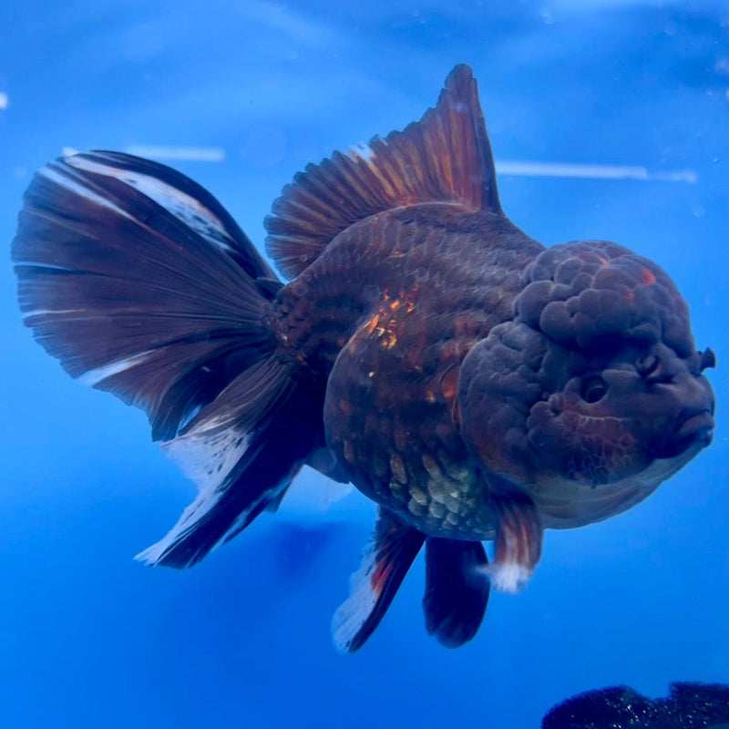 Thai Black Apache Orchid Tail Oranda 4" Female Body (QGF-JO1099)SHOWTANK