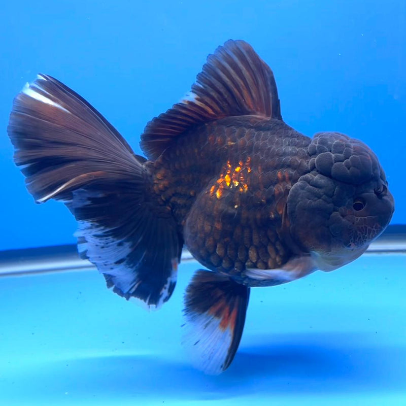 Thai Black Apache Orchid Tail Oranda 4" Female Body (QGF-JO1099)SHOWTANK