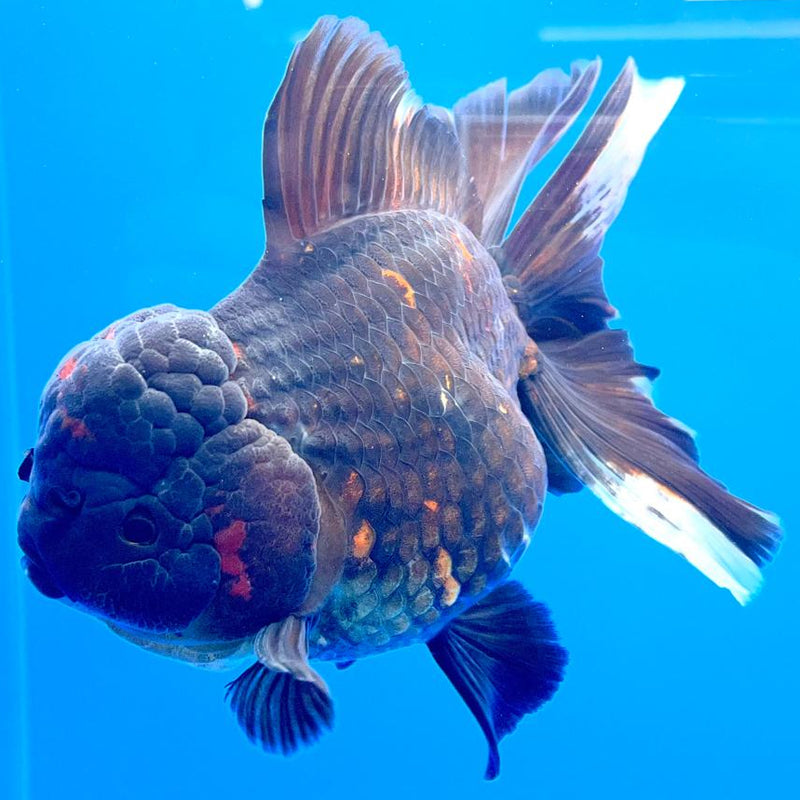 Thai Black Apache Orchid Tail Oranda 4" Female Body (QGF-JO1099)SHOWTANK