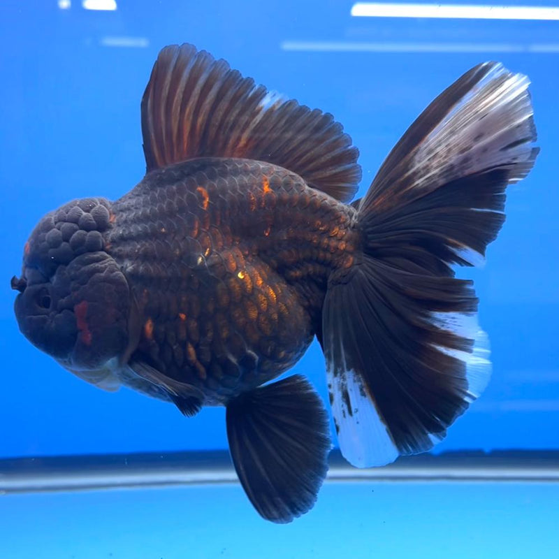 Thai Black Apache Orchid Tail Oranda 4" Female Body (QGF-JO1099)SHOWTANK