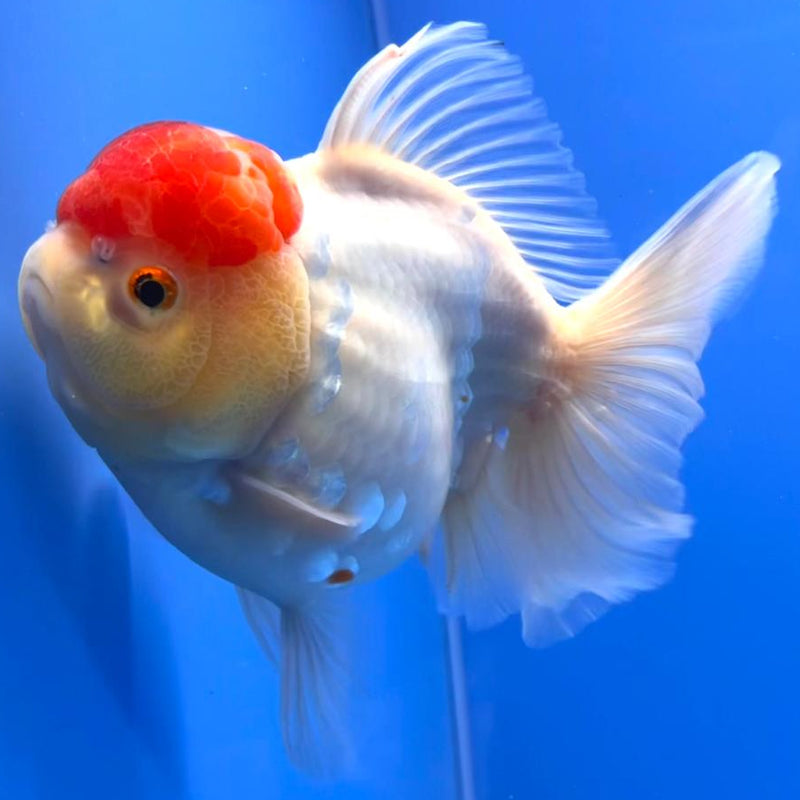 Thai Jumbo Red Head Sakura Orchid Tail Oranda 4.5" Body Female (QGF-JO1096)SHOWTANK