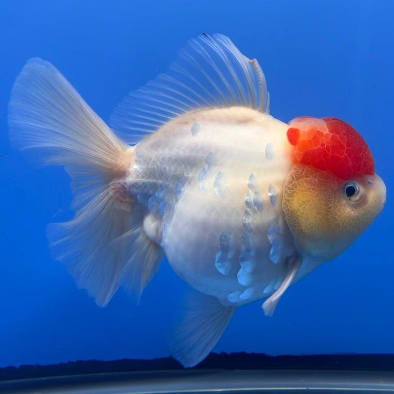Thai Jumbo Red Head Sakura Orchid Tail Oranda 4.5" Body Female (QGF-JO1096)SHOWTANK