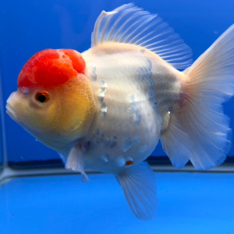 Thai Jumbo Red Head Sakura Orchid Tail Oranda 4.5" Body Female (QGF-JO1096)SHOWTANK