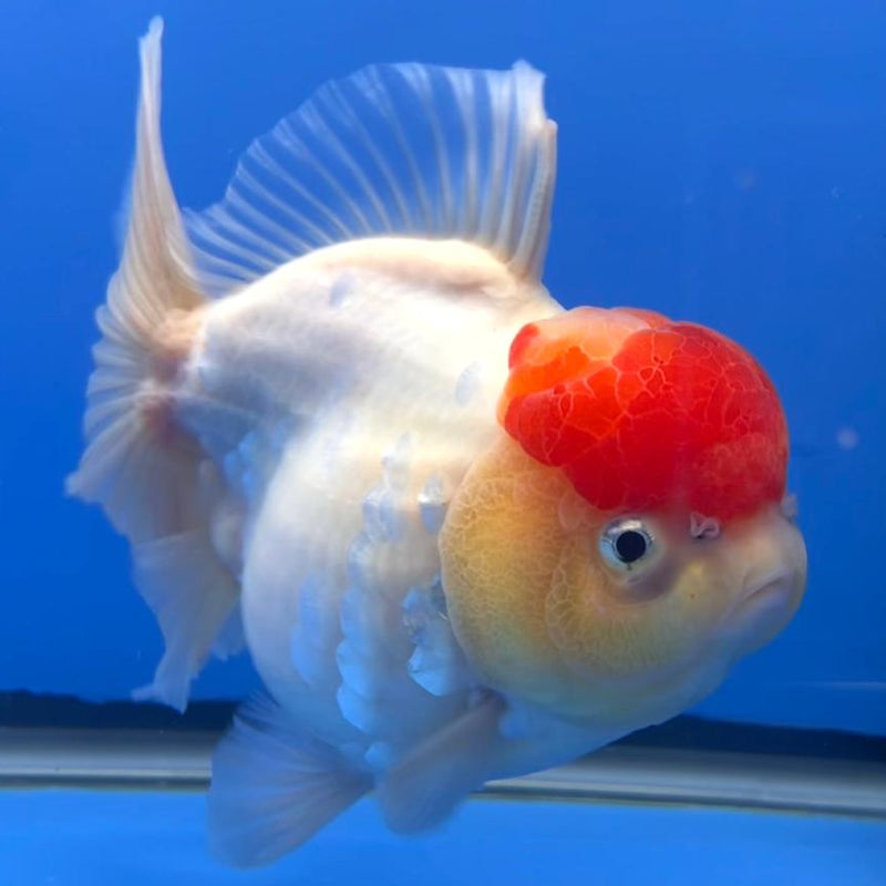Thai Jumbo Red Head Sakura Orchid Tail Oranda 4.5" Body Female (QGF-JO1096)SHOWTANK