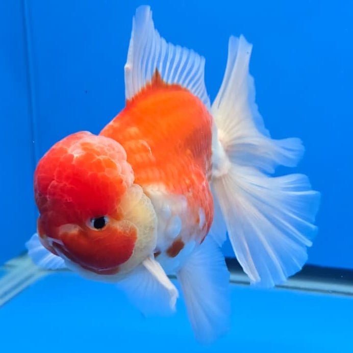 Thai Super Jumbo Sakura Orchid Tail Oranda 5.5" Body Male (QGF-JO1094)SHOWTANK