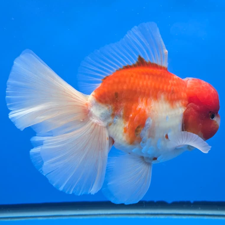 Thai Super Jumbo Sakura Orchid Tail Oranda 5.5" Body Male (QGF-JO1094)SHOWTANK