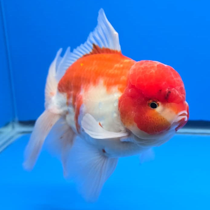 Thai Super Jumbo Sakura Orchid Tail Oranda 5.5" Body Male (QGF-JO1094)SHOWTANK
