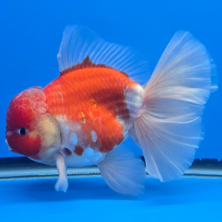 Thai Super Jumbo Sakura Orchid Tail Oranda 5.5" Body Male (QGF-JO1094)SHOWTANK
