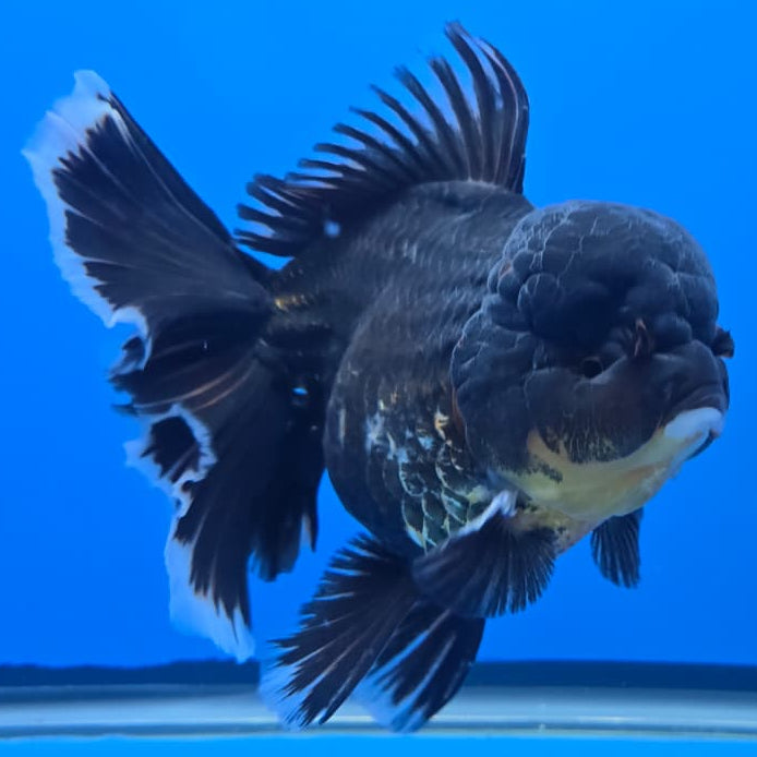 Thai Super Jumbo Black Apache Orchid Tail Oranda 5.5" Body Female (QGF-JO1095)SHOWTANK