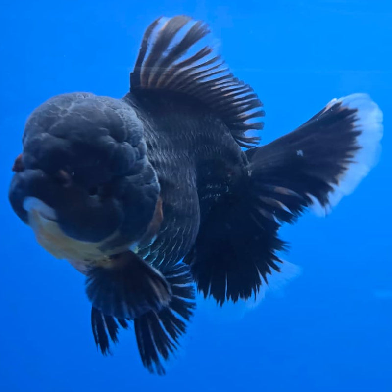 Thai Super Jumbo Black Apache Orchid Tail Oranda 5.5" Body Female (QGF-JO1095)SHOWTANK