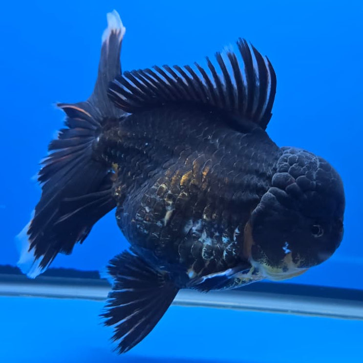 Thai Super Jumbo Black Apache Orchid Tail Oranda 5.5" Body Female (QGF-JO1095)SHOWTANK