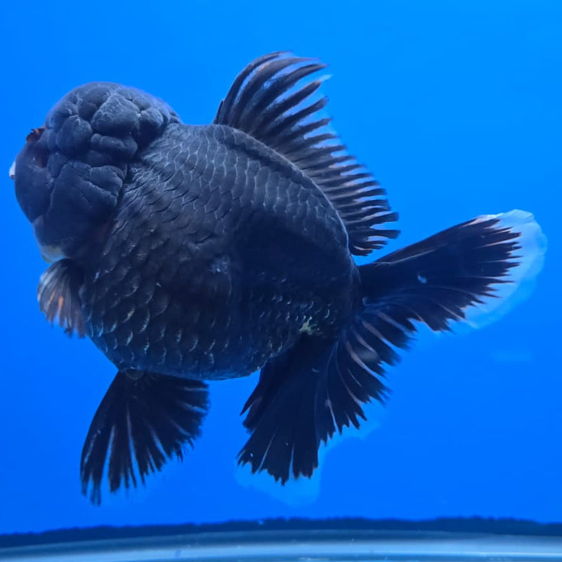 Thai Super Jumbo Black Apache Orchid Tail Oranda 5.5" Body Female (QGF-JO1095)SHOWTANK