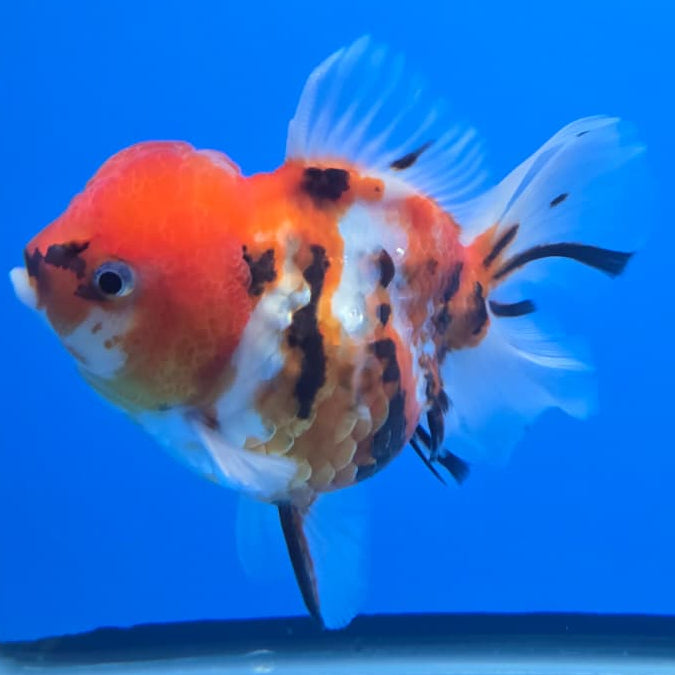 Thai Red Tiger Calico Oranda 3.5" Body Female(QGF-CK-401)SHOWTANK