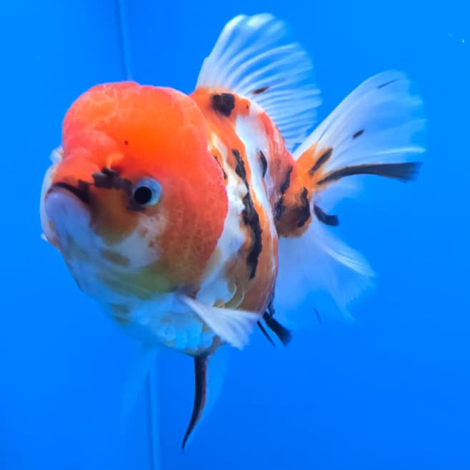 Thai Red Tiger Calico Oranda 3.5" Body Female(QGF-CK-401)SHOWTANK
