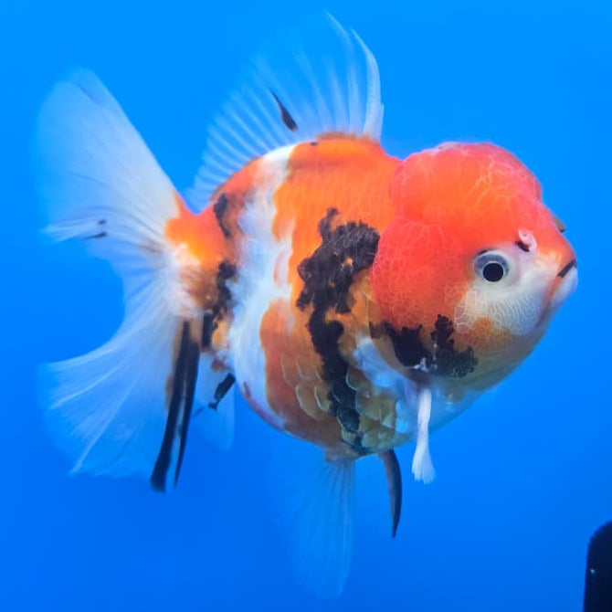 Thai Red Tiger Calico Oranda 3.5" Body Female(QGF-CK-401)SHOWTANK