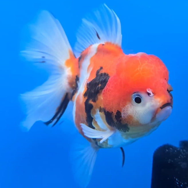 Thai Red Tiger Calico Oranda 3.5" Body Female(QGF-CK-401)SHOWTANK