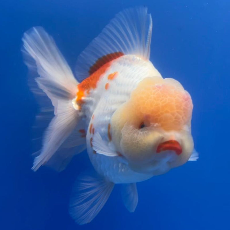 Thai Jumbo White Lemon Head Polkadot Orchid Tail Oranda 4.5" Body Male Giant Breed (CNINE-JO1002)BLUETUB2