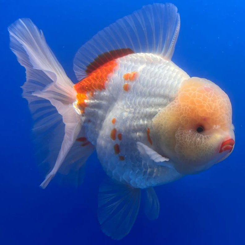 Thai Jumbo White Lemon Head Polkadot Orchid Tail Oranda 4.5" Body Male Giant Breed (CNINE-JO1002)BLUETUB2