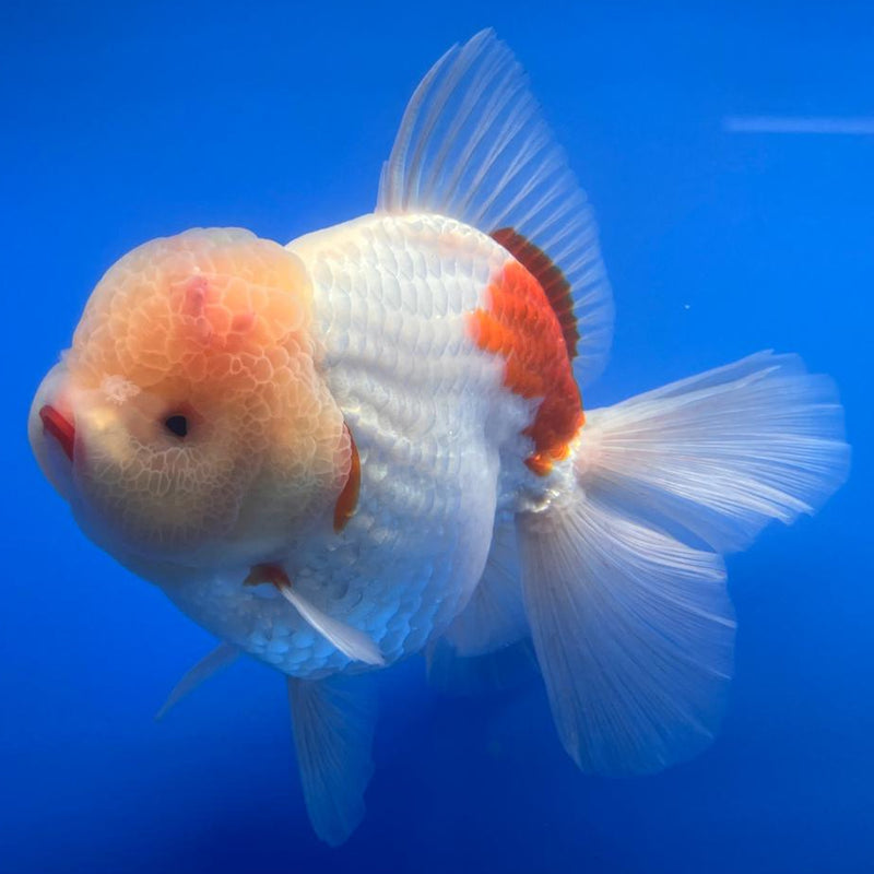 Thai Jumbo White Lemon Head Polkadot Orchid Tail Oranda 4.5" Body Male Giant Breed (CNINE-JO1002)BLUETUB2