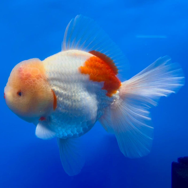 Thai Jumbo White Lemon Head Polkadot Orchid Tail Oranda 4.5" Body Male Giant Breed (CNINE-JO1002)BLUETUB2
