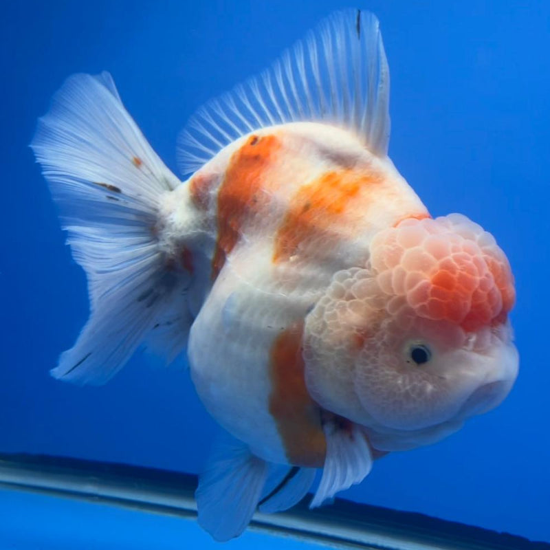 Thai Jumbo Super Jumbo Sakura Medium Tail 6" Body Giant Breed Female (CRP-JO1103)BLUETUB2